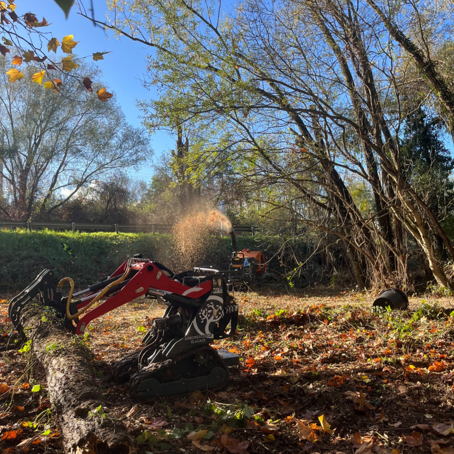 Abattage d'arbres