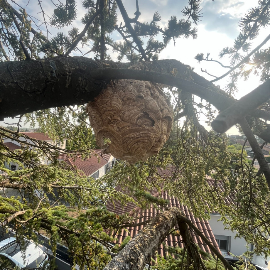 La destruction des nids de frelons et de guêpes