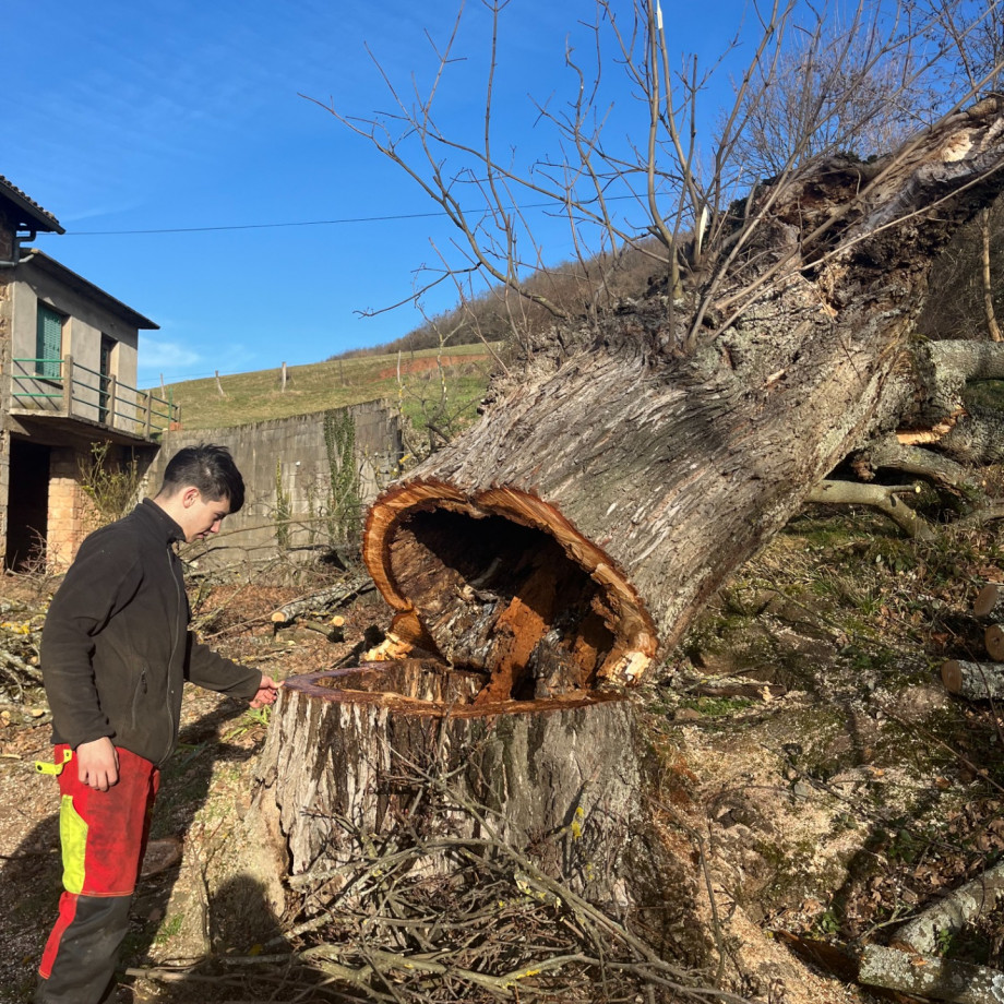 Abattage direct d’arbres