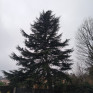 Abattage d’arbres