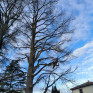 Abattage d’arbres