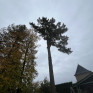 Abattage d’arbres
