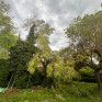 Abattage d’arbres