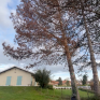Abattage d’arbres