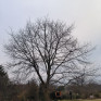 Taille ou Élagage d’arbres