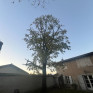 Taille ou Élagage d’arbres