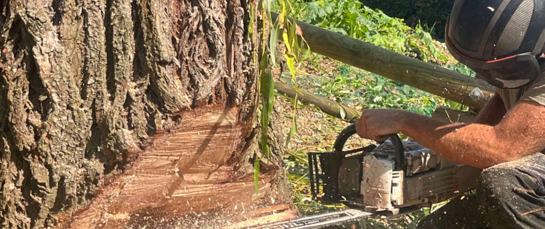 Taille et abattage d'arbres
