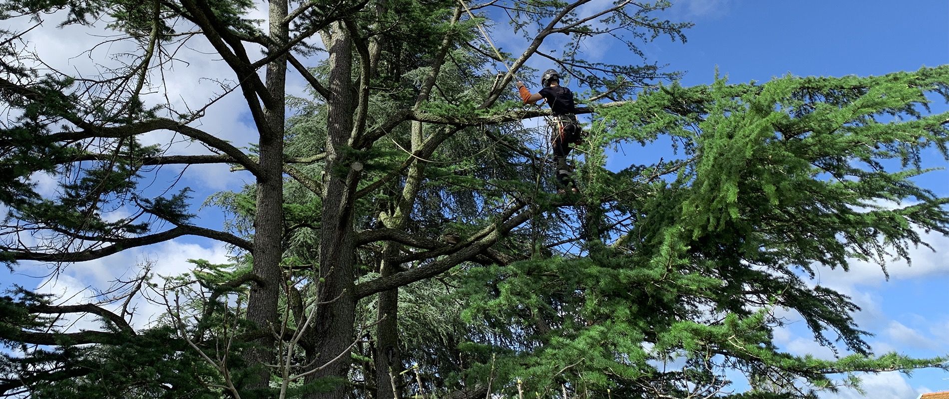 Taille et abattage d'arbres