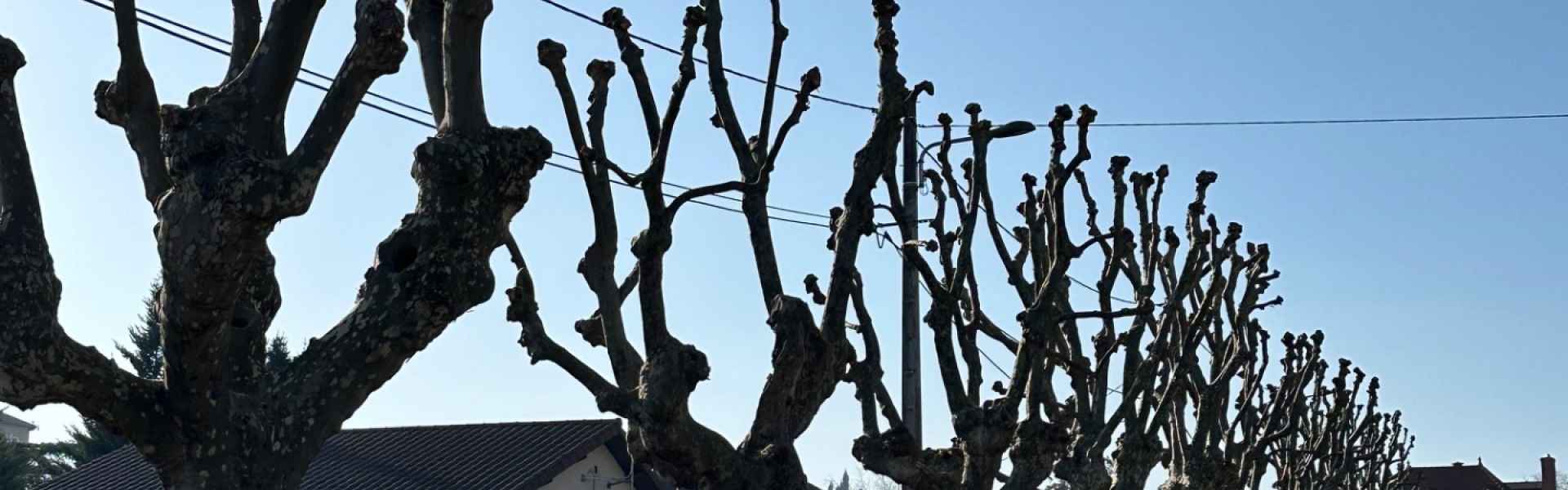 Taille ou Élagage d’arbres