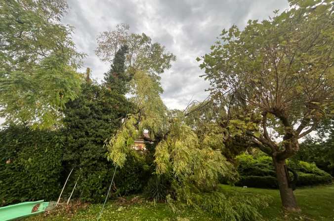 Intervention en urgence : abattage d&#039;un acacia fendu par le vent à Lucenay