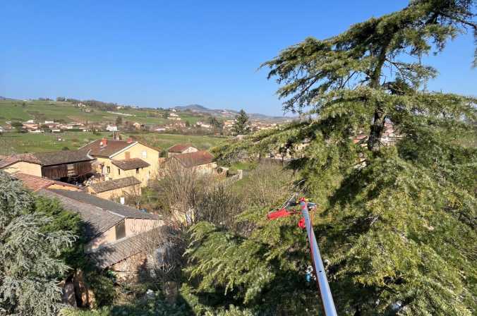 Suppression de nids de chenilles sur pins et cèdres à Lacenas