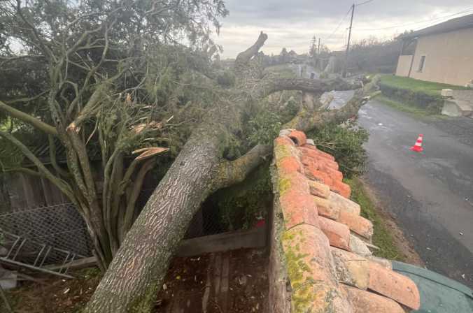 Intervention en urgence : chute d&#039;un érable suite à un orage à Vaux-en-Beaujolais