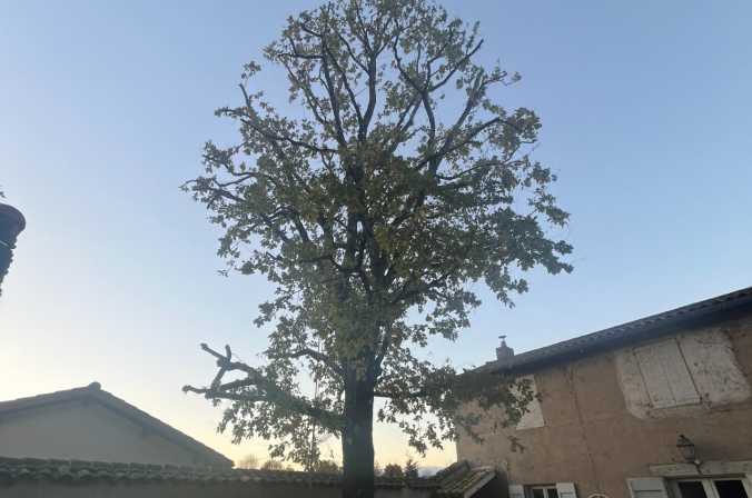 Réduction d&#039;un chêne chez un particulier à Saint-Didier-sur-Chalaronne