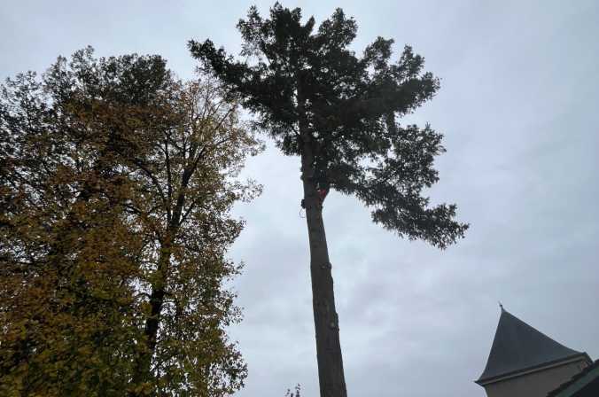 Abattage d'un douglas à Saint Didier sur Chalaronne
