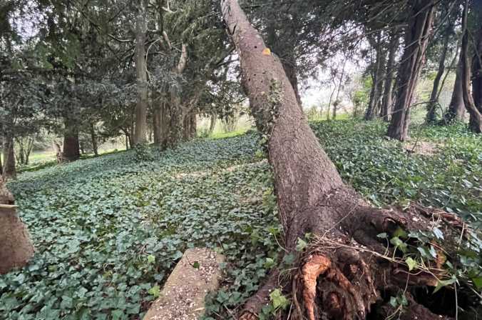 Intervention en urgence : suppression d&#039;un arbre déraciné suite à une tempête à Lacenas
