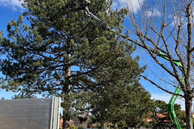 Suppression de nids de chenilles processionnaires sur un pin à Gleizé