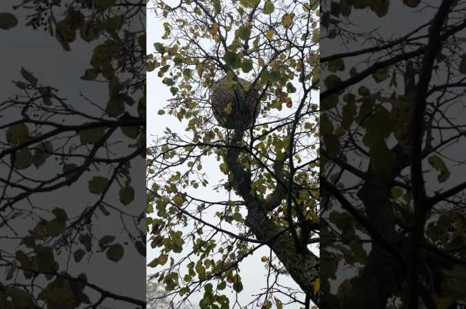 Suppression d&#039;un nid de frelons chez un particulier à Arnas