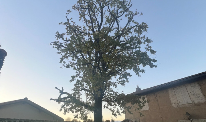 Réduction d&#039;un chêne chez un particulier à Saint-Didier-sur-Chalaronne