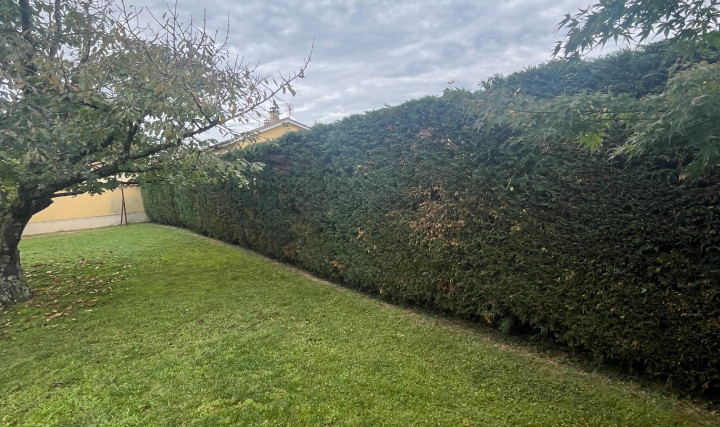 Taille d&#039;une haie pour un particulier à Saint-Georges-de-Reneins
