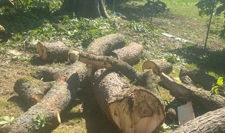 Abattage d&#039;un marronnier proche d&#039;une ligne électrique pour un particulier à Guéreins