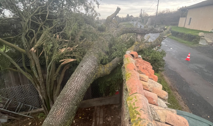 Intervention en urgence : chute d&#039;un érable suite à un orage à Vaux-en-Beaujolais