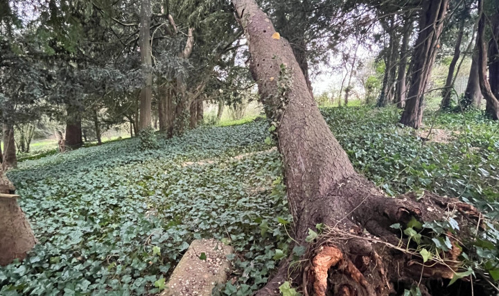 Intervention en urgence : suppression d&#039;un arbre déraciné suite à une tempête à Lacenas
