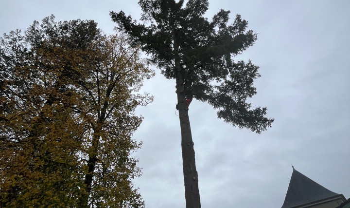Abattage d'un douglas à Saint Didier sur Chalaronne