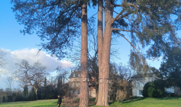 Installation de pièges à collerette sur des pins à Guérin