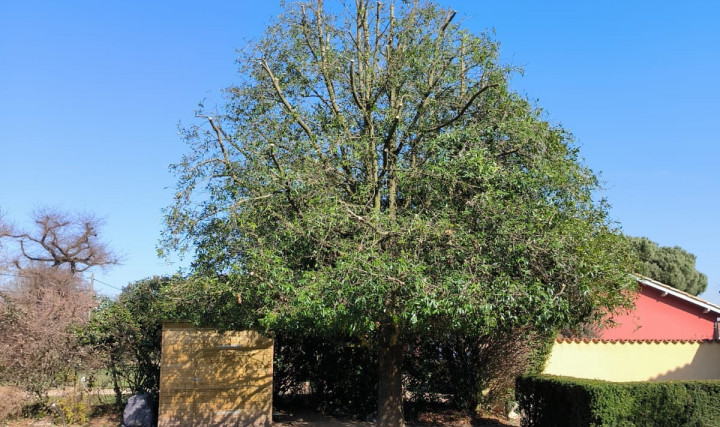 Réduction d&#039;un chêne à feuilles de saule chez un particulier à Saint-Georges-de-Reneins