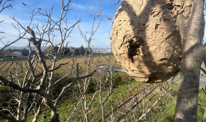 Destruction d&#039;un nid de frelons asiatiques pour la commune de Frans