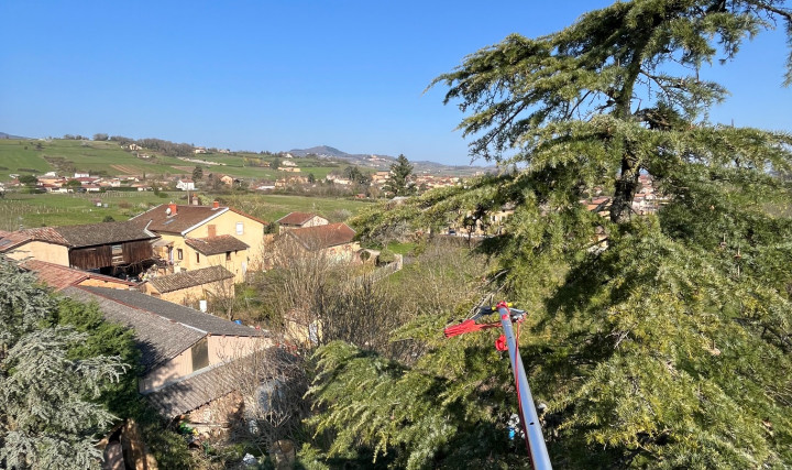 Suppression de nids de chenilles sur pins et cèdres à Lacenas