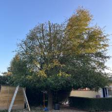 Réduction d&#039;un chêne à feuilles de saule chez un particulier à Saint-Georges-de-Reneins