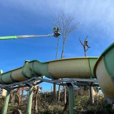 Entretien et Taille d'arbres dans un parc zoologique à Romanèche-Thorins
