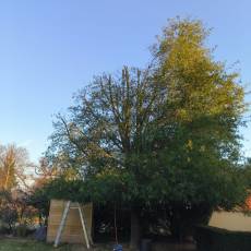 Réduction d&#039;un chêne à feuilles de saule chez un particulier à Saint-Georges-de-Reneins
