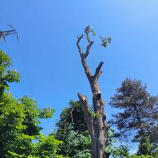 Abattage d&#039;un marronnier proche d&#039;une ligne électrique pour un particulier à Guéreins