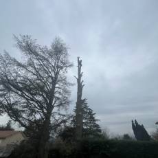 Démontage d&#039;un cèdre sec pour un particulier à Dardilly