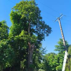Abattage d&#039;un marronnier proche d&#039;une ligne électrique pour un particulier à Guéreins