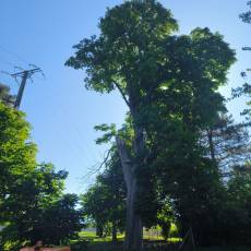 Abattage d&#039;un marronnier proche d&#039;une ligne électrique pour un particulier à Guéreins