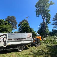 Abattage d&#039;un marronnier proche d&#039;une ligne électrique pour un particulier à Guéreins