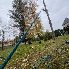 Abattage d'un douglas à Saint Didier sur Chalaronne
