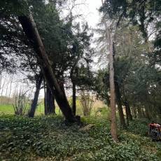 Intervention en urgence : suppression d&#039;un arbre déraciné suite à une tempête à Lacenas