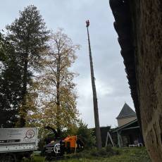 Abattage d'un douglas à Saint Didier sur Chalaronne