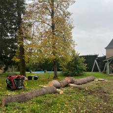 Abattage d'un douglas à Saint Didier sur Chalaronne