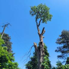 Abattage d&#039;un marronnier proche d&#039;une ligne électrique pour un particulier à Guéreins