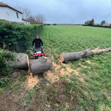 Démontage d&#039;un cèdre sec pour un particulier à Dardilly