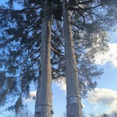 Installation de pièges à collerette sur des pins à Guérin