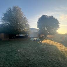 Réduction d&#039;un chêne à feuilles de saule chez un particulier à Saint-Georges-de-Reneins