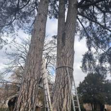 Installation de pièges à collerette sur des pins à Guéreins
