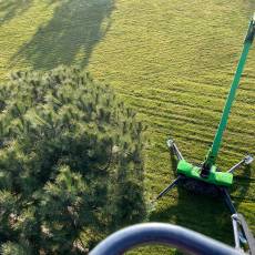 Suppression de nids de chenilles sur pins et cèdres à Lacenas
