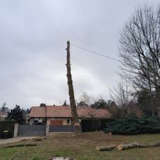 Abattage d&#039;un cèdre par démontage à Dardilly